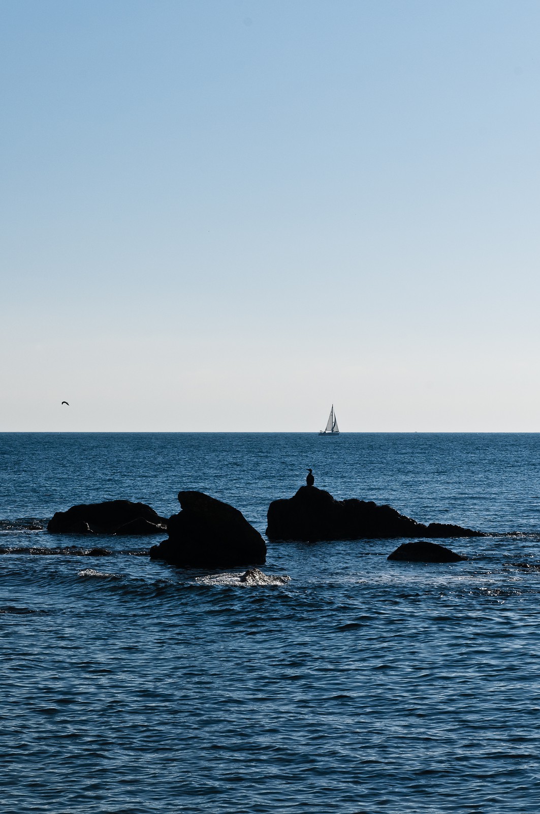 Cormorans sur des rochers