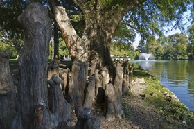 Cyprès de Louisiane