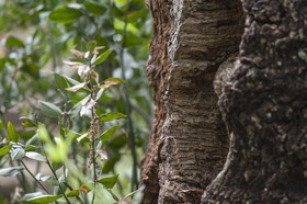 Jardin des Méditerranées