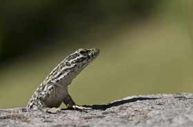 Lézard des murailles