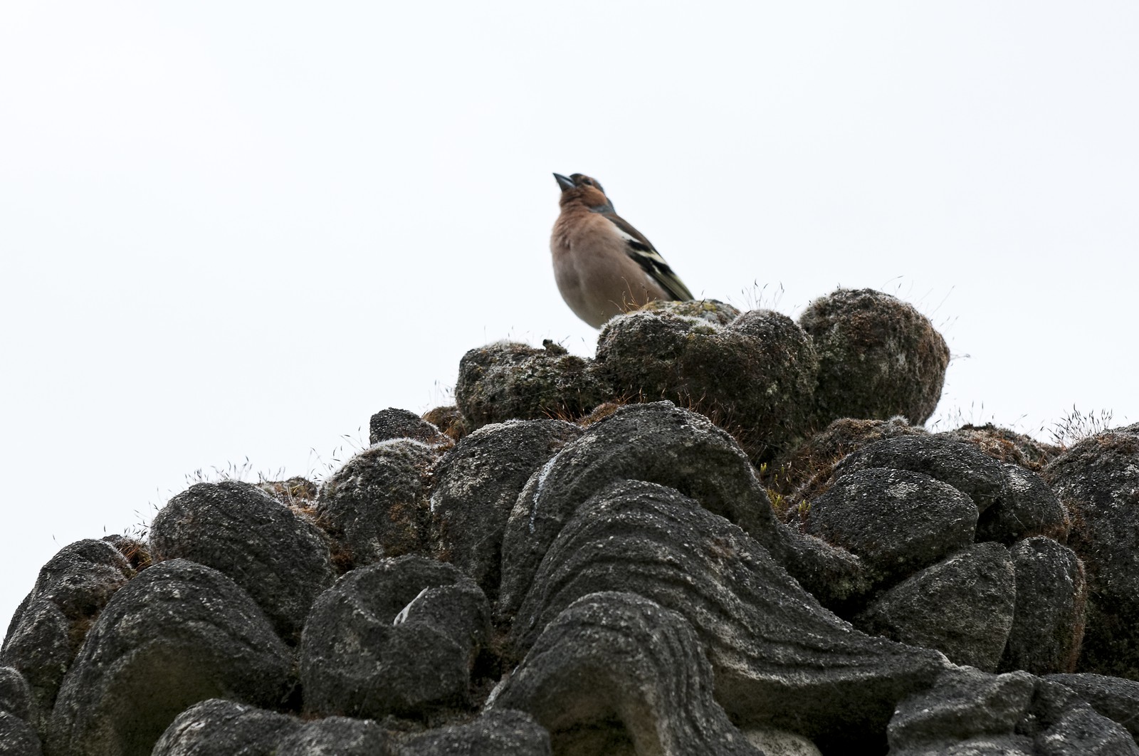 Oiseau sur une pierre