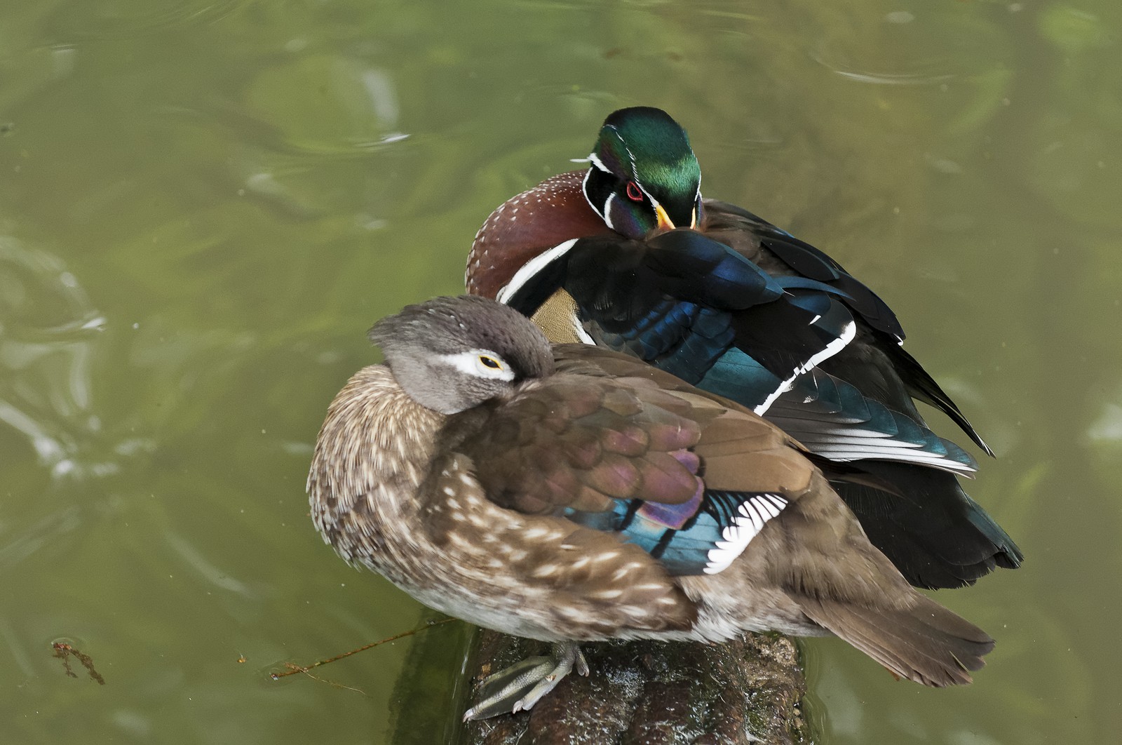 Canards