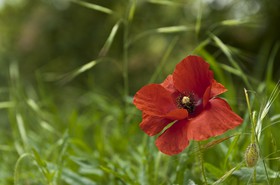 Poppy flower on a background of meadow.