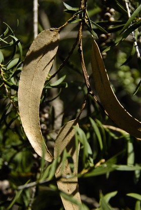 feuilles d'eucalyptus