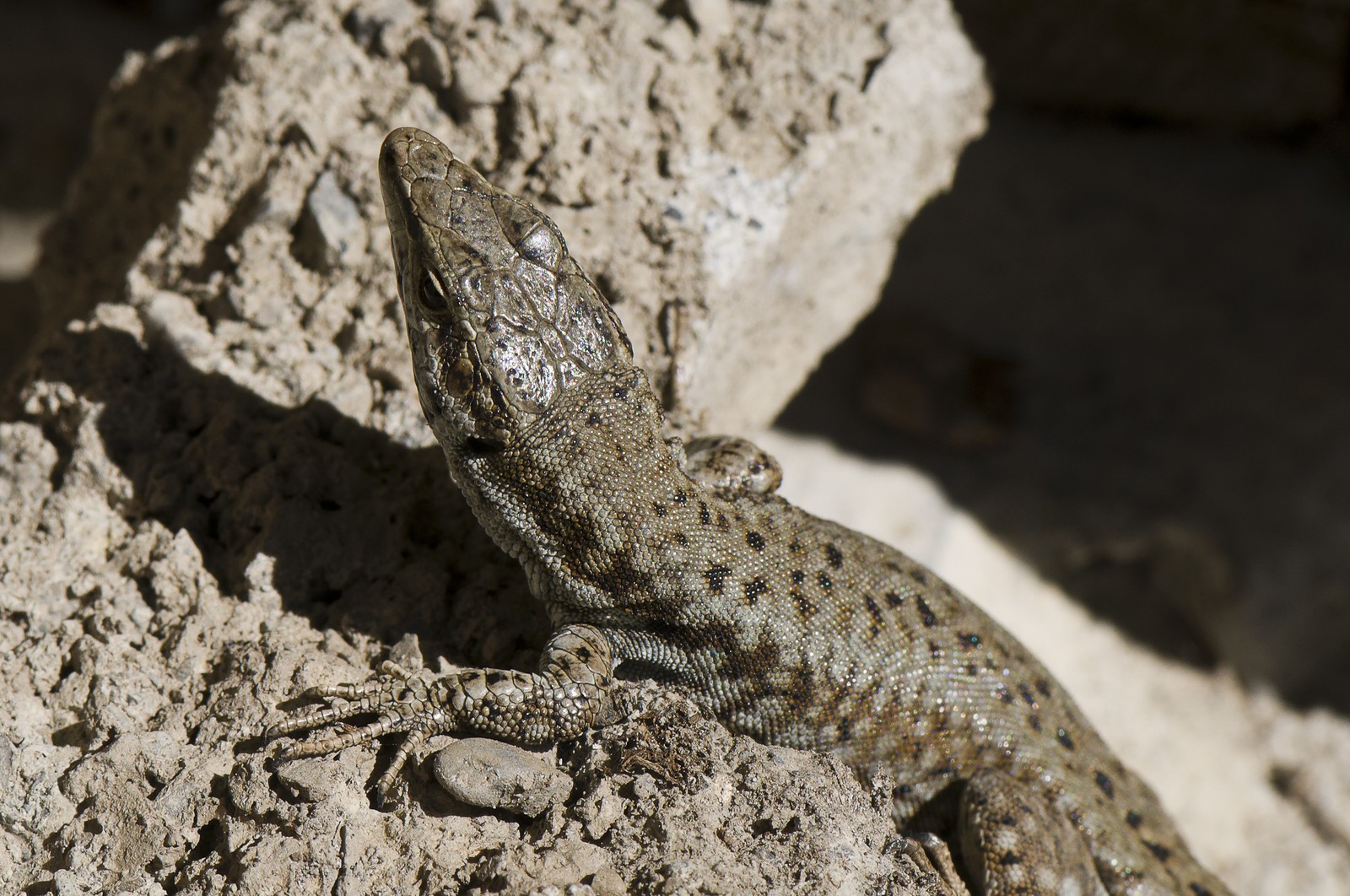 Lézard des murailles