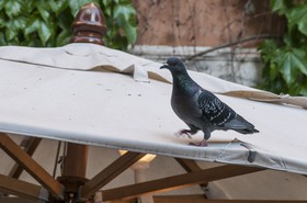 Le pigeon sur le parasol