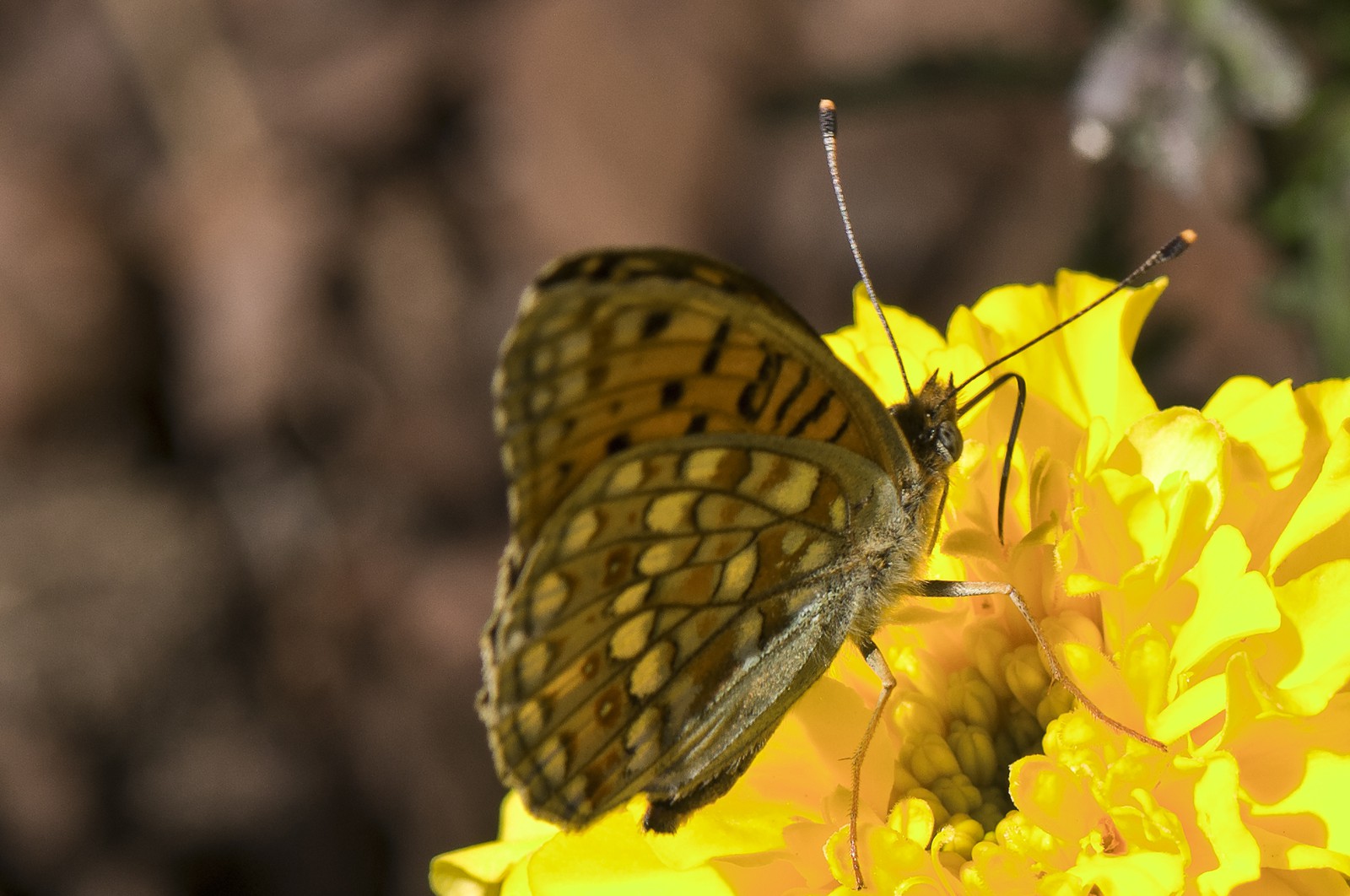 Chiffre (Argynnis Niobe)