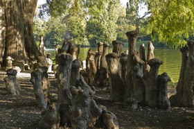 Cyprès de Louisiane