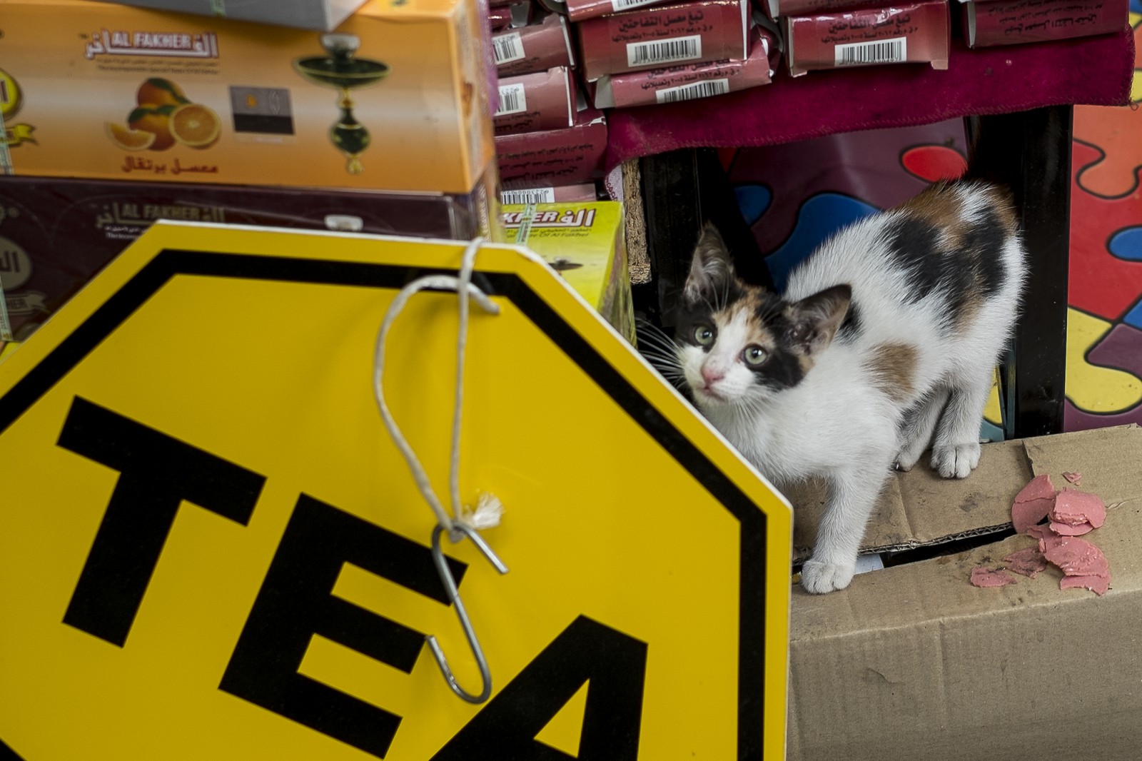 Le chat dans l'épicerie