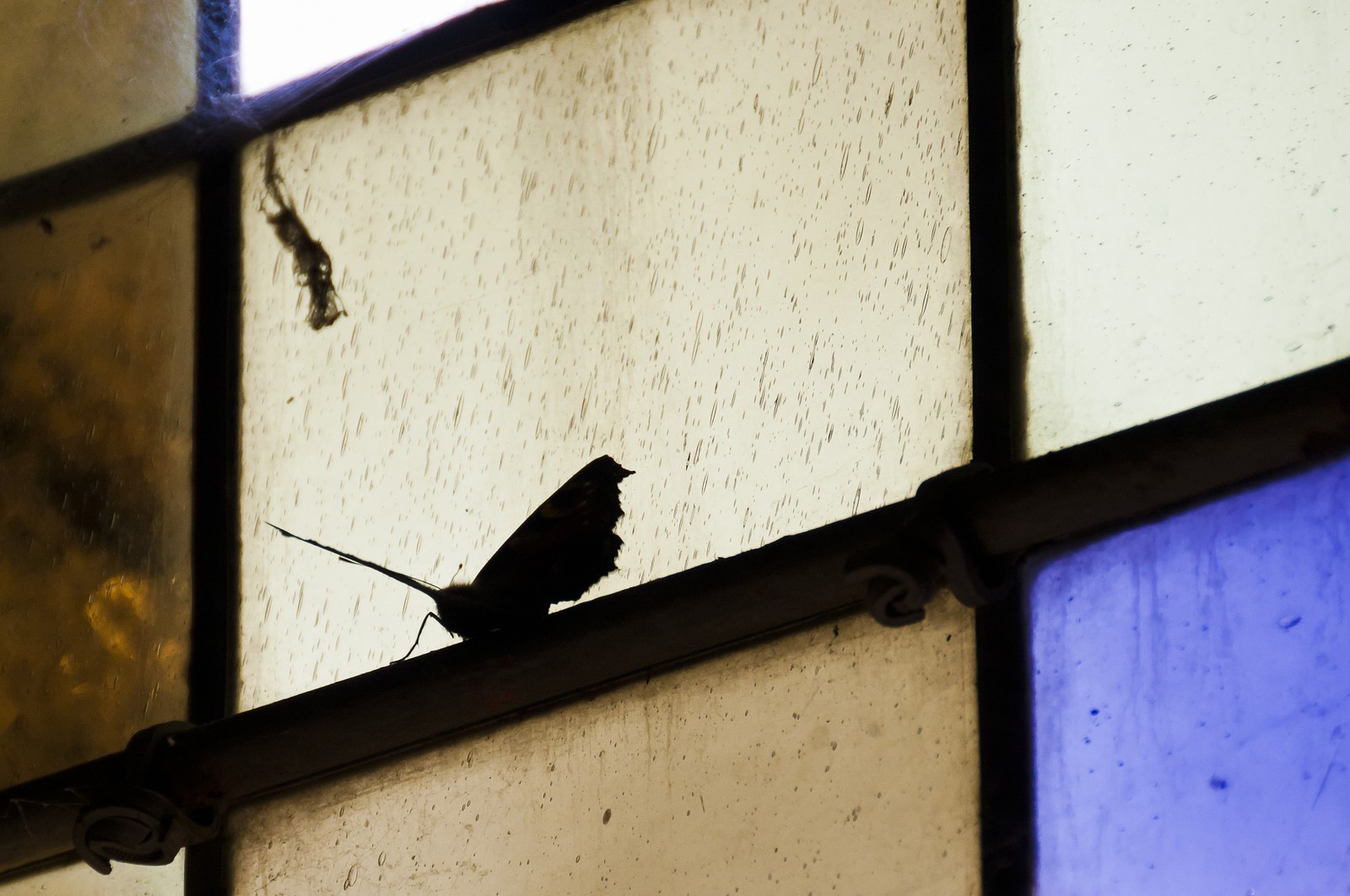 Papillon sur un vitrail