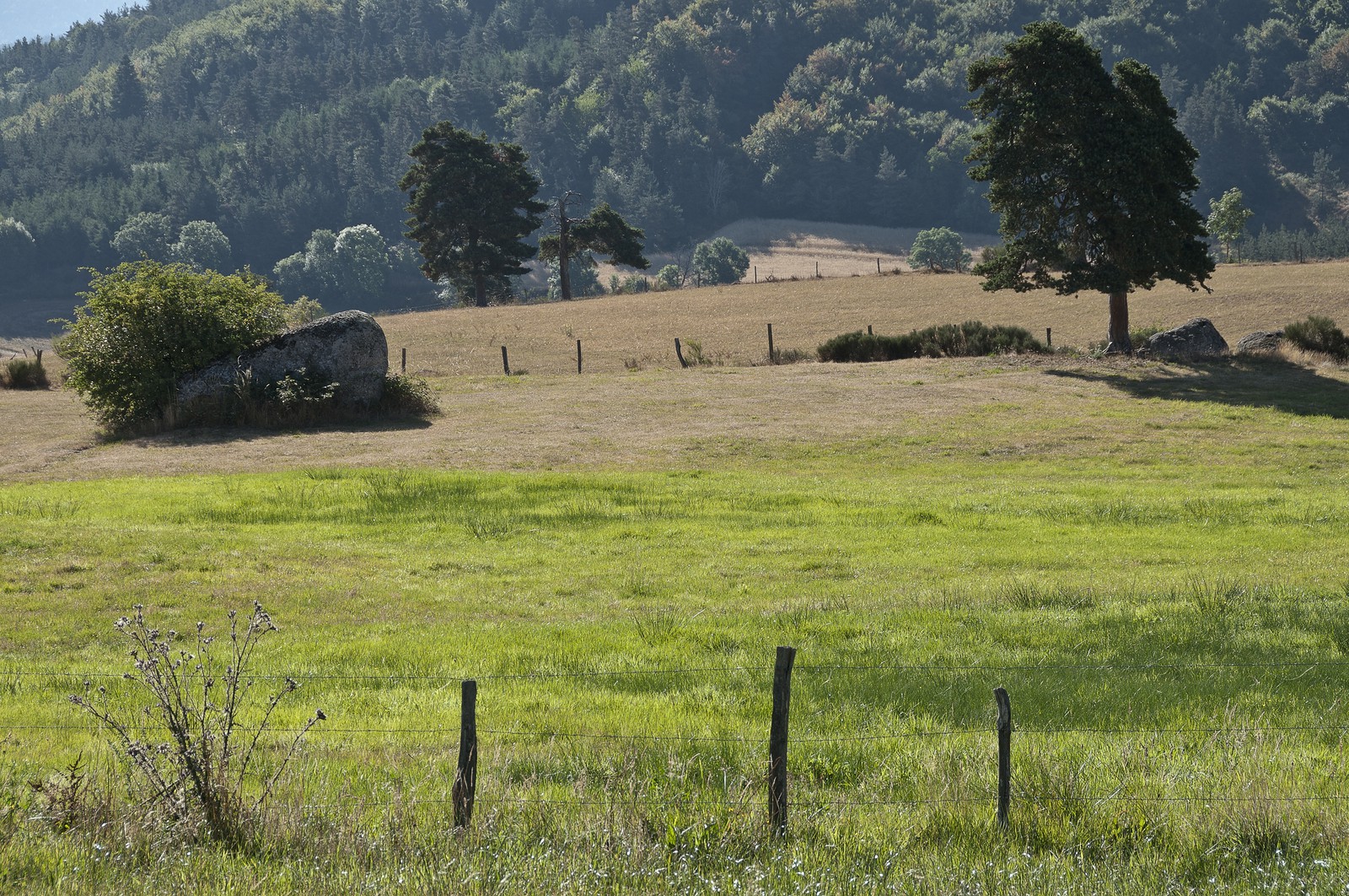 Paysage de Haute-Loire