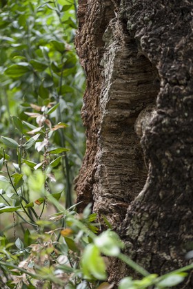 Jardin des Méditerranées