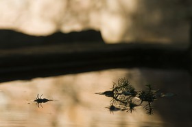 Plante dans un bassin