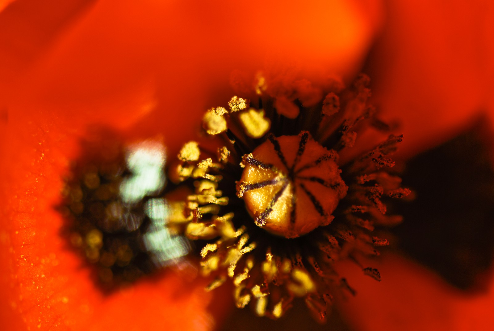 Coeur de coquelicot