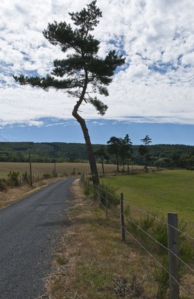 Pin au bord de la route