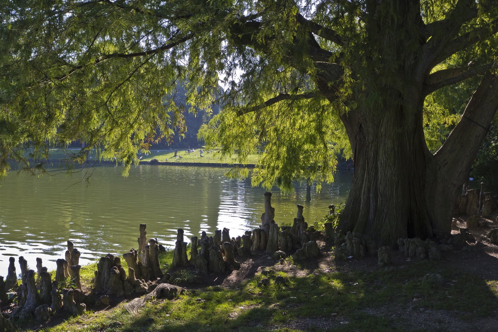 Cyprès de Louisiane
