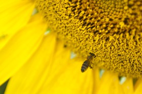 Abeille sur une fleur de tournesol