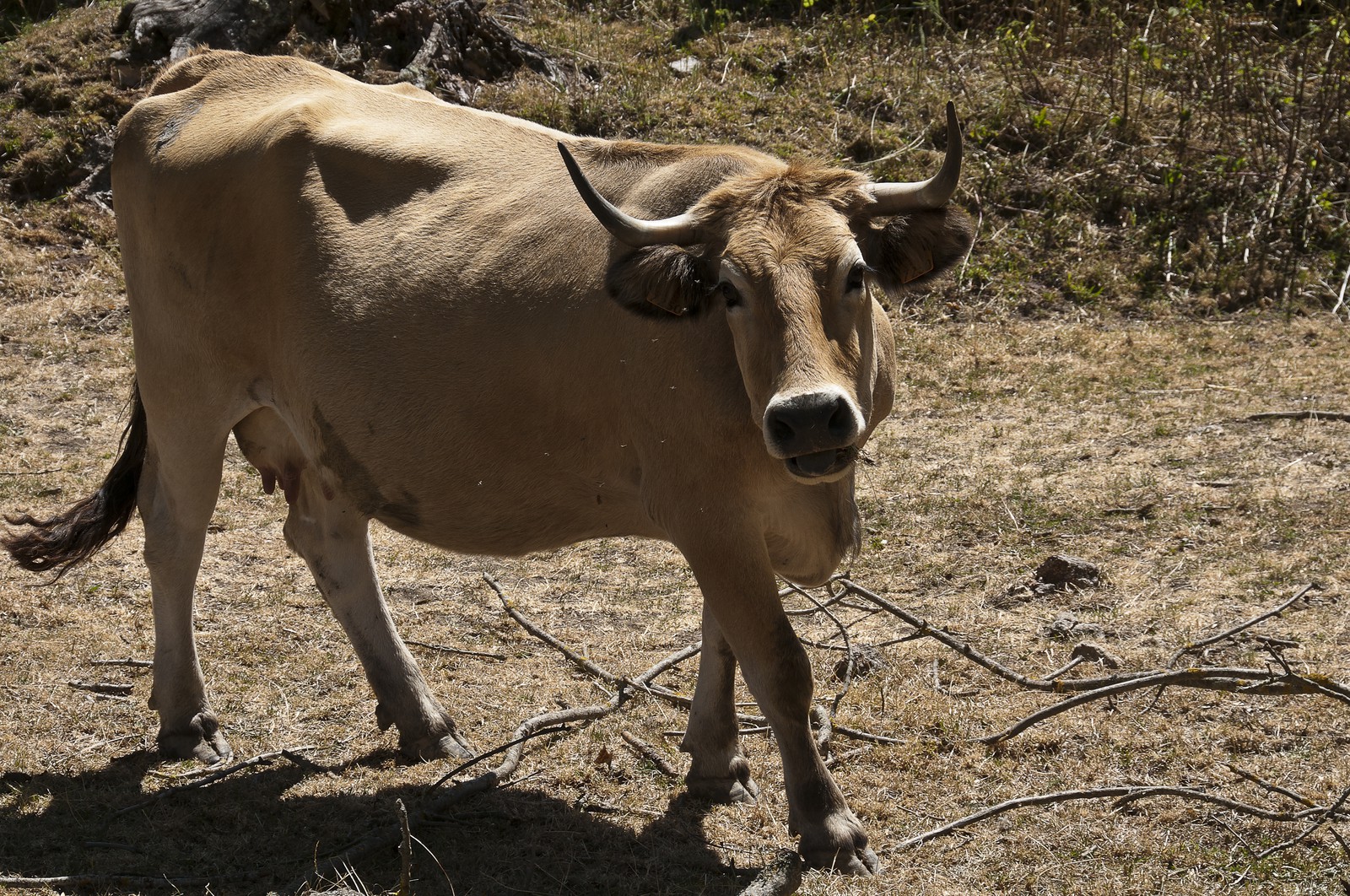 Vache &quot;Aubrac&quot;