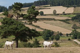 Vaches dans un pré
