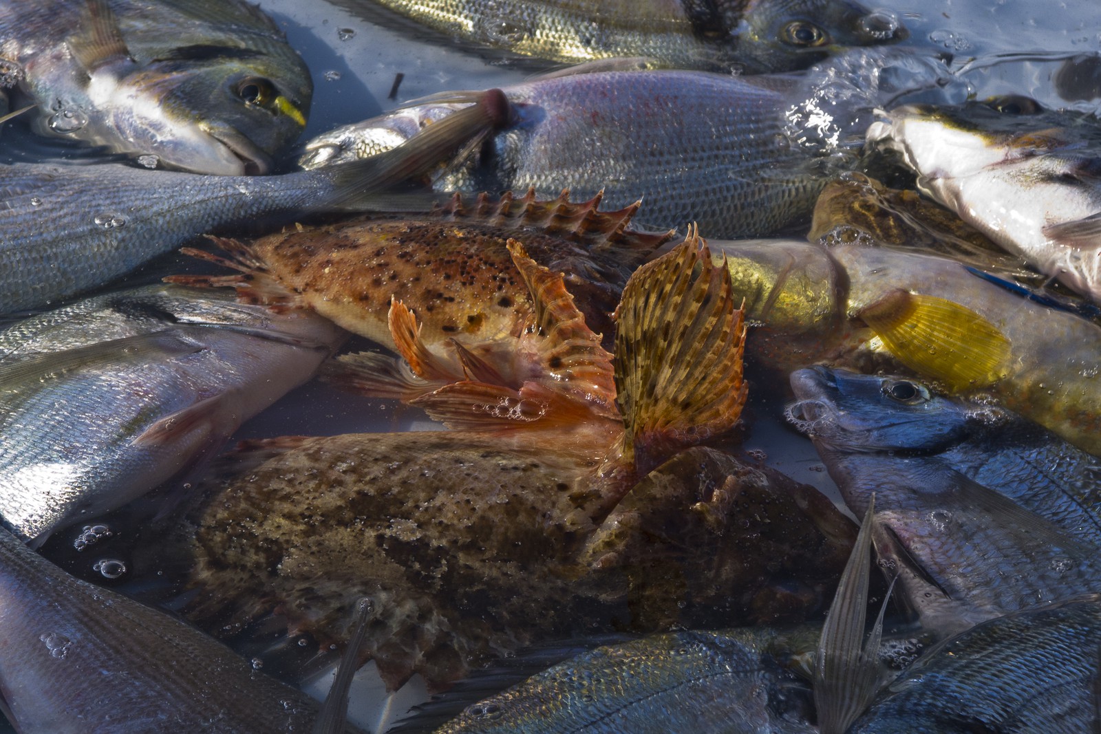 Rascasses et dorades