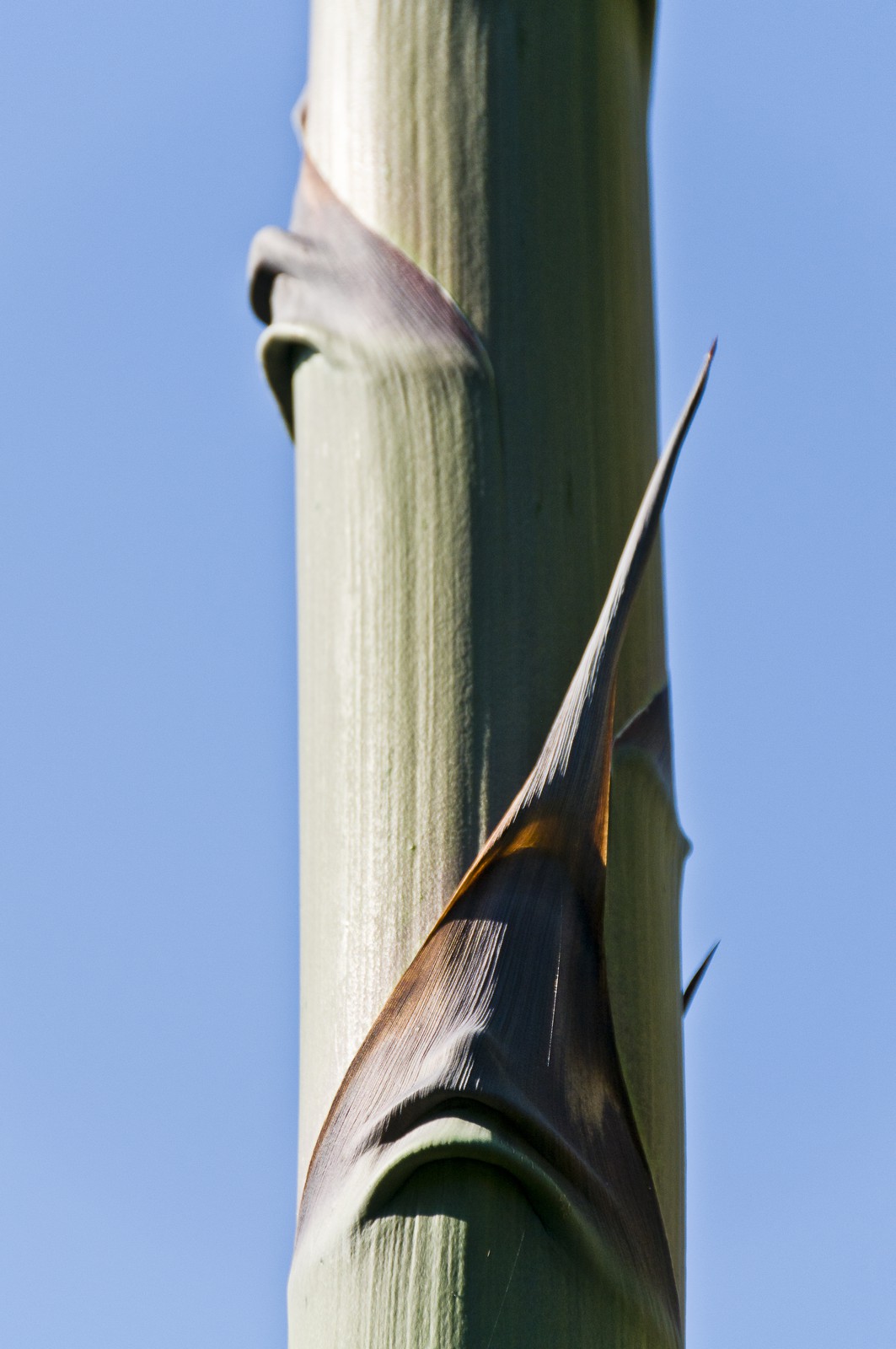 Agave
