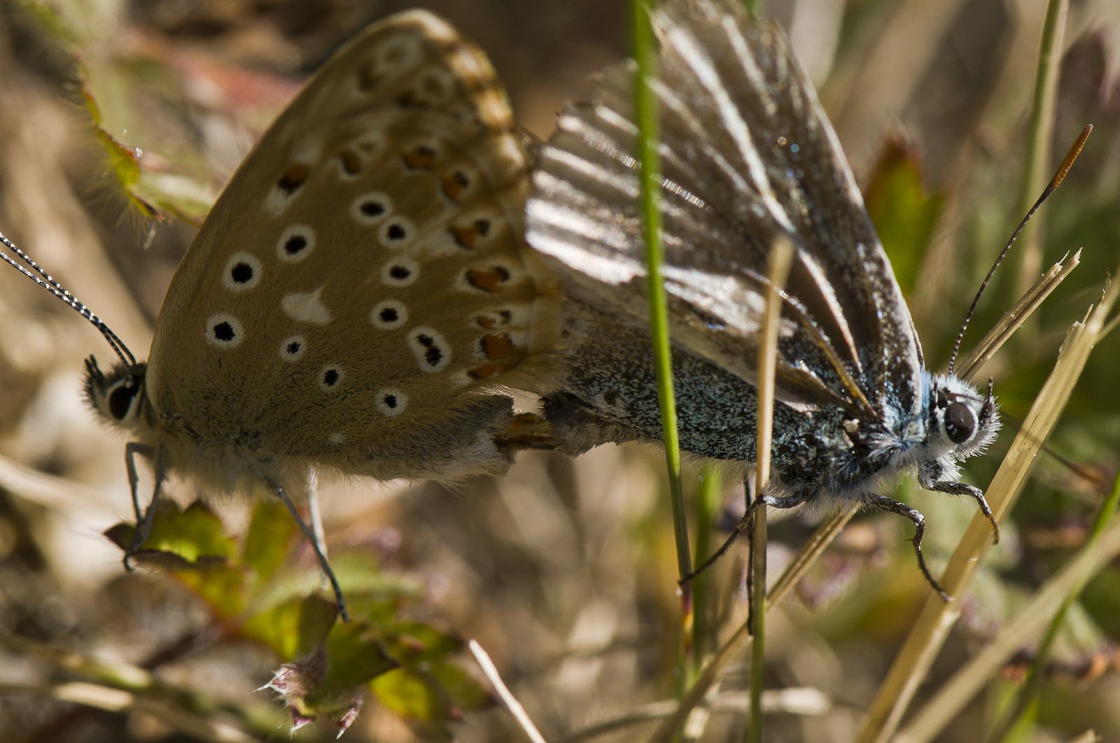 Accouplement de papillons
