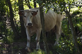 Vache dans un sous-bois