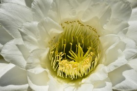 Fleur blanche et jaune