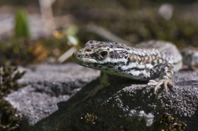 Lézard des murailles