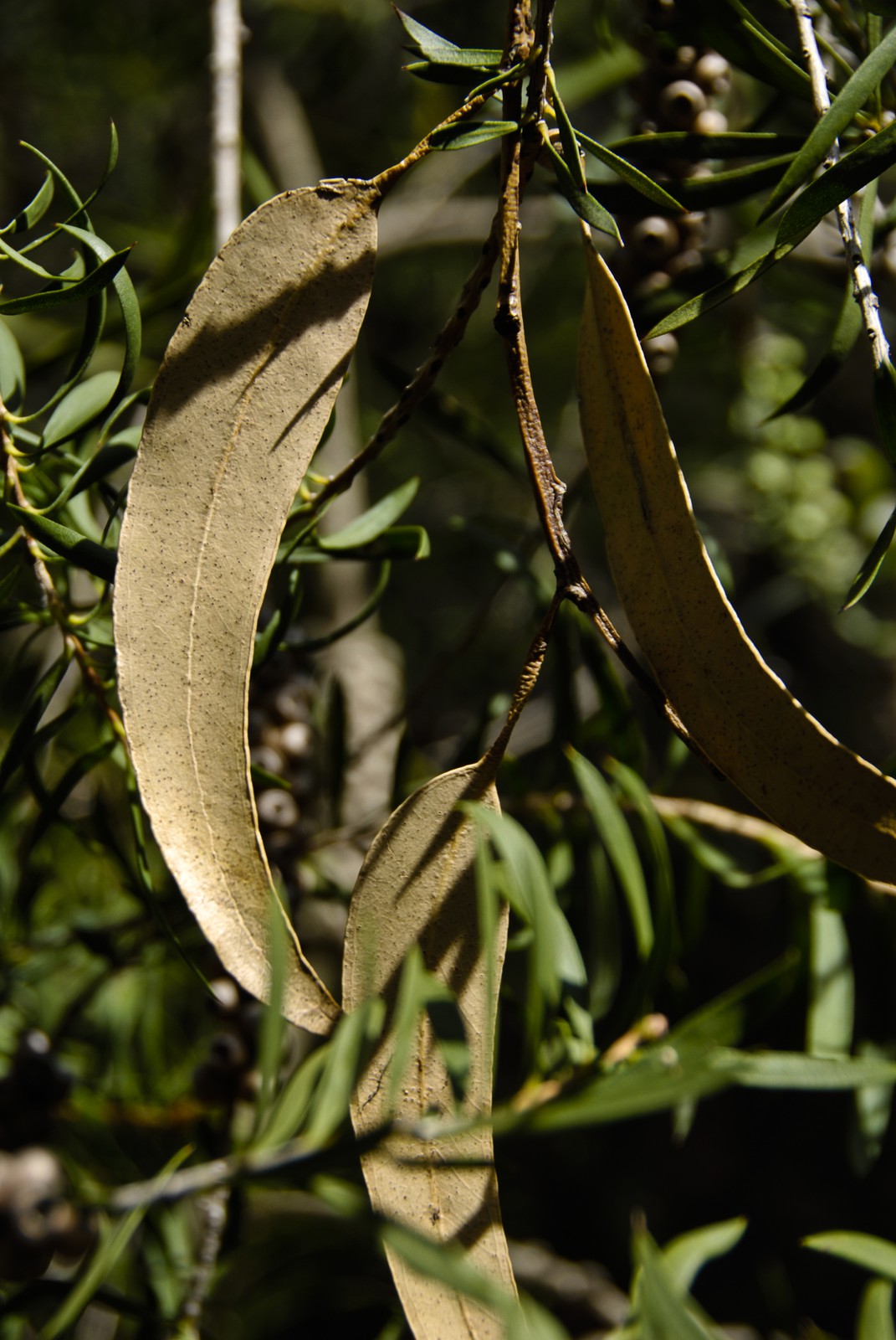 feuilles d'eucalyptus