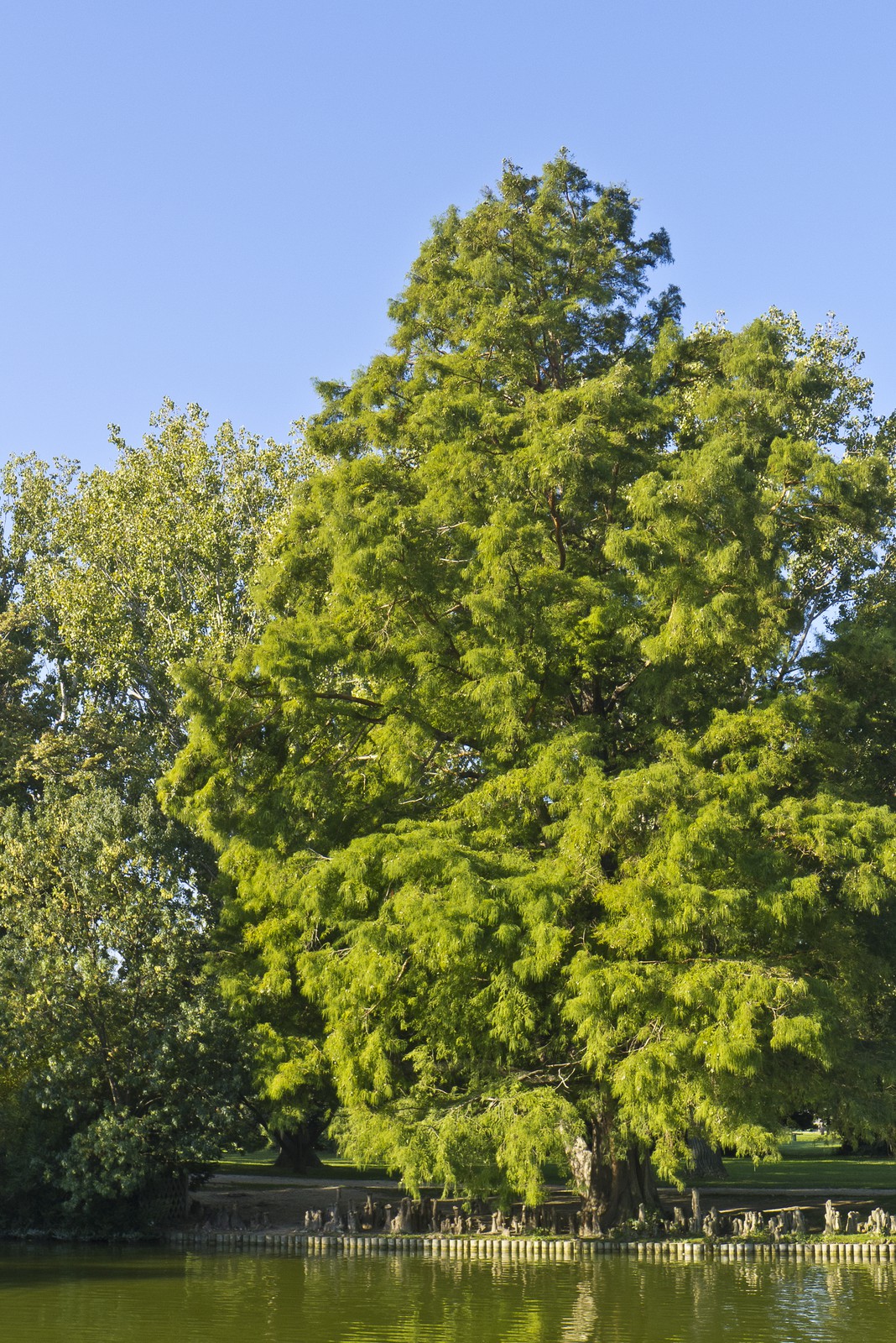 Cyprès de Louisiane
