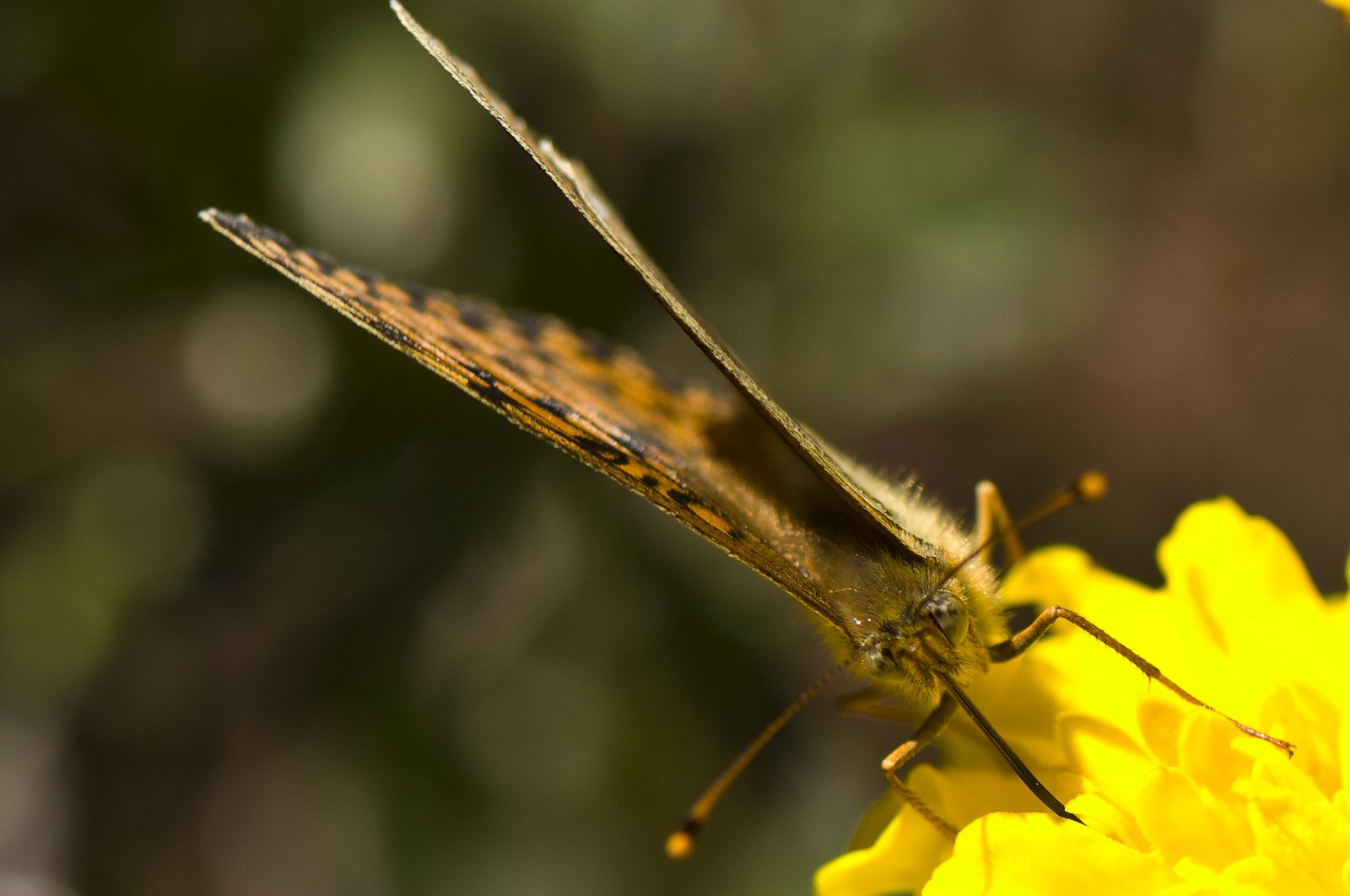 Chiffre (Argynnis Niobe)