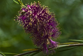 Callistemon