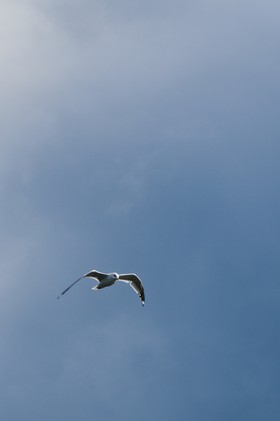 Mouette