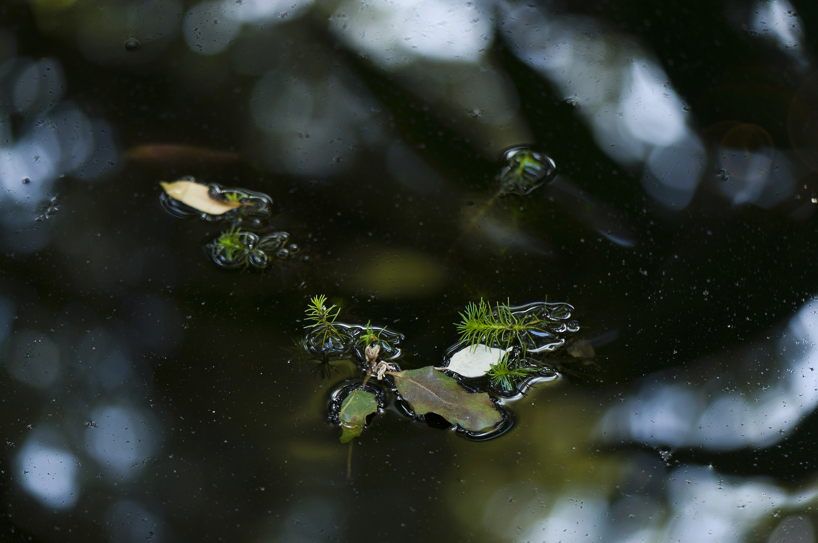 Plante dans un bassin