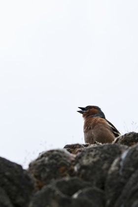 Oiseau sur une pierre