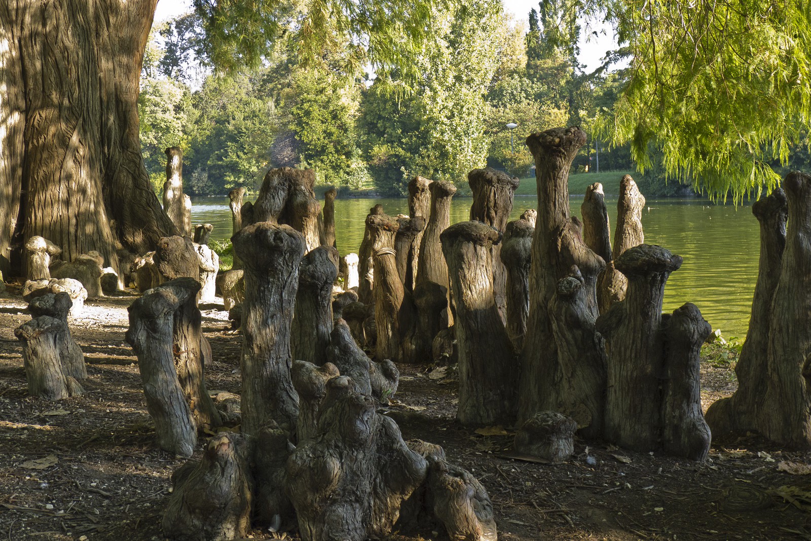 Cyprès de Louisiane