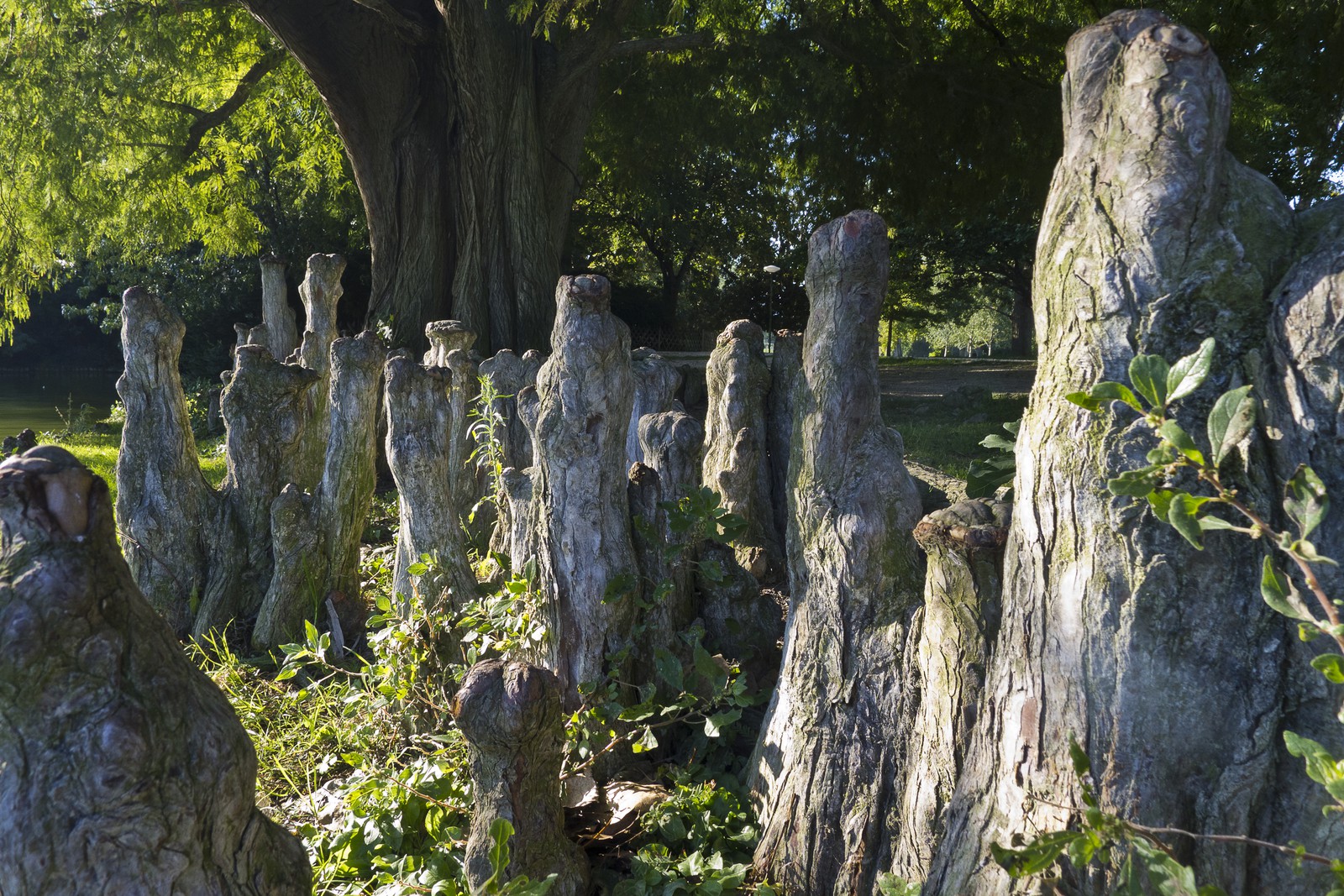 Cyprès de Louisiane