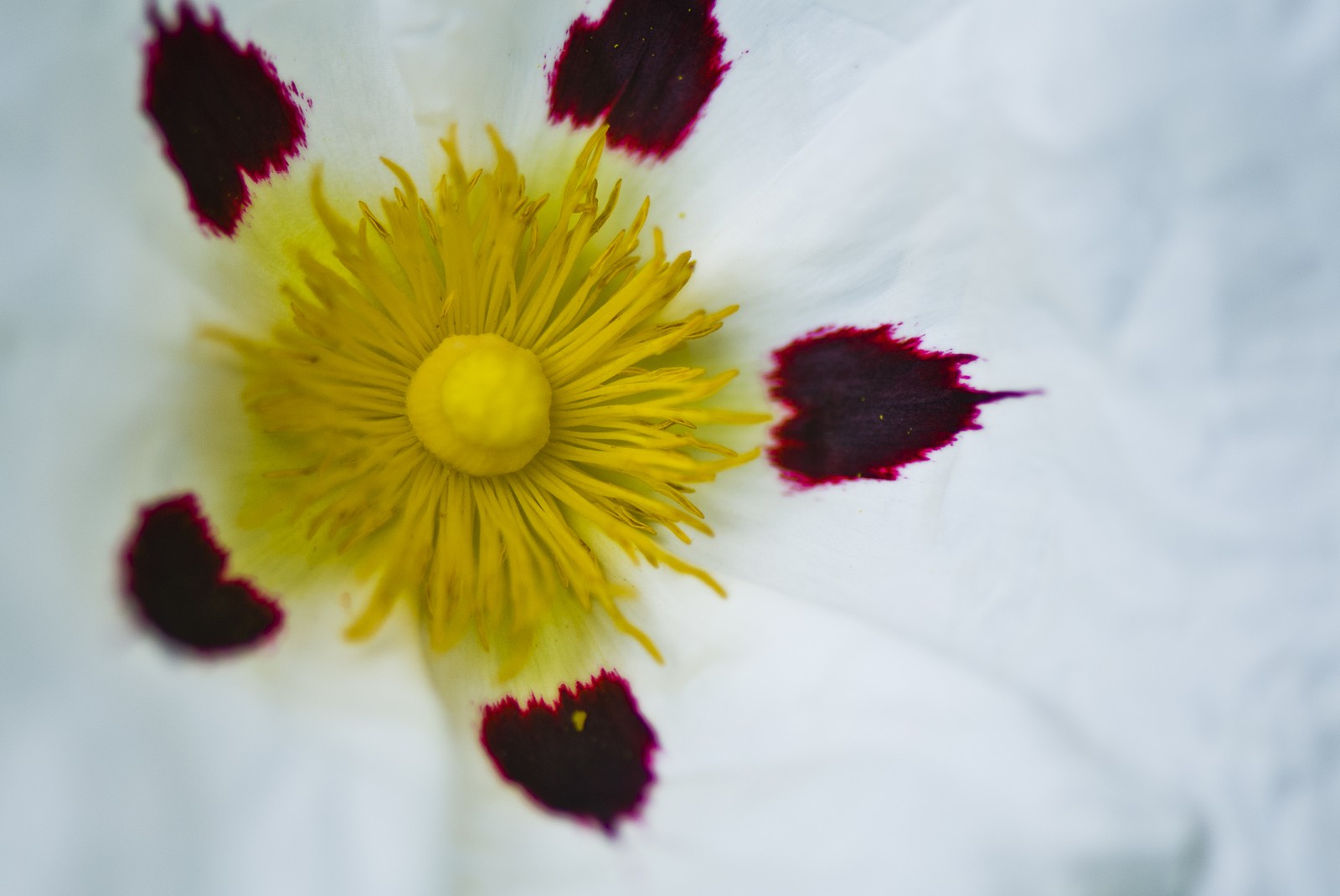 Fleur blanche et jaune
