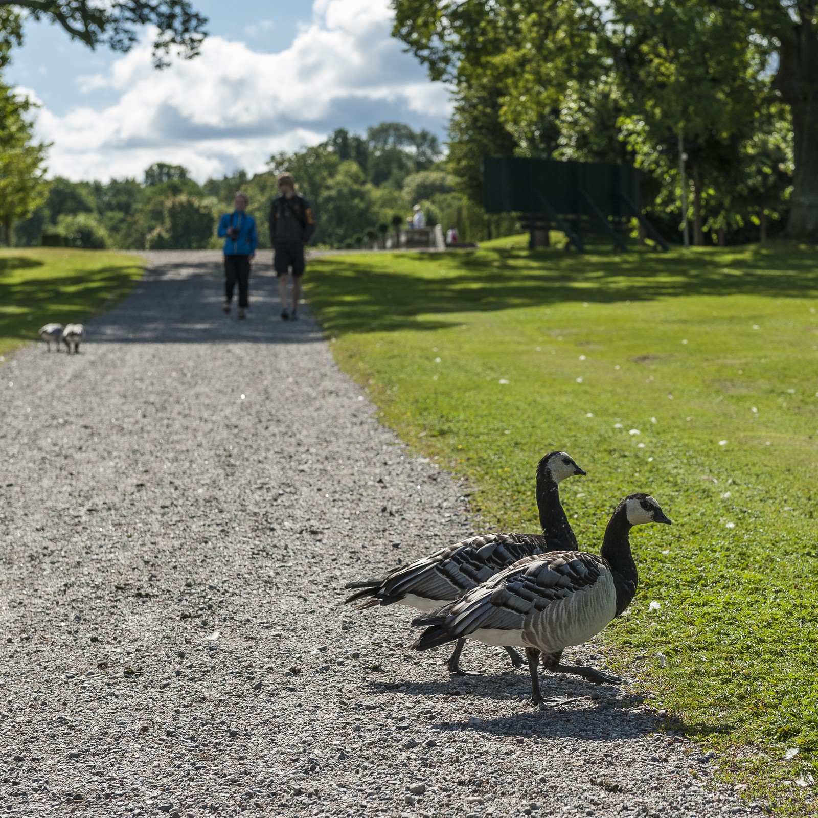 La traversée du chemin