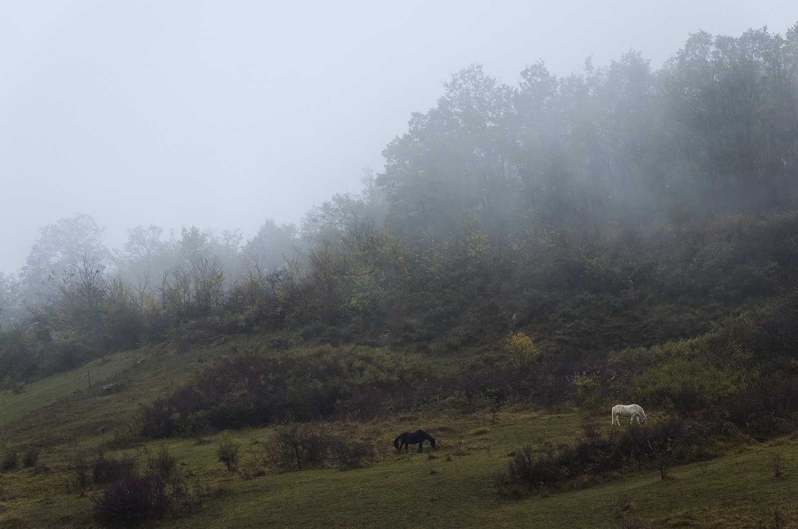 Chevaux dans un champ