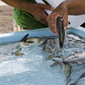 Marché aux poissons