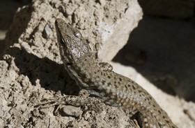 Lézard des murailles