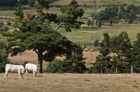 Vaches dans un pré