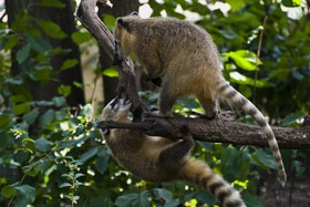 Genettes (?) ou civettes (?)