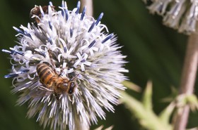 Abeille butinant un chardon