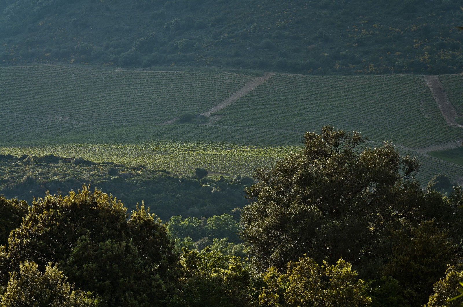 Vignobles à Patrimonio