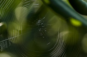 Toile d'araignée
