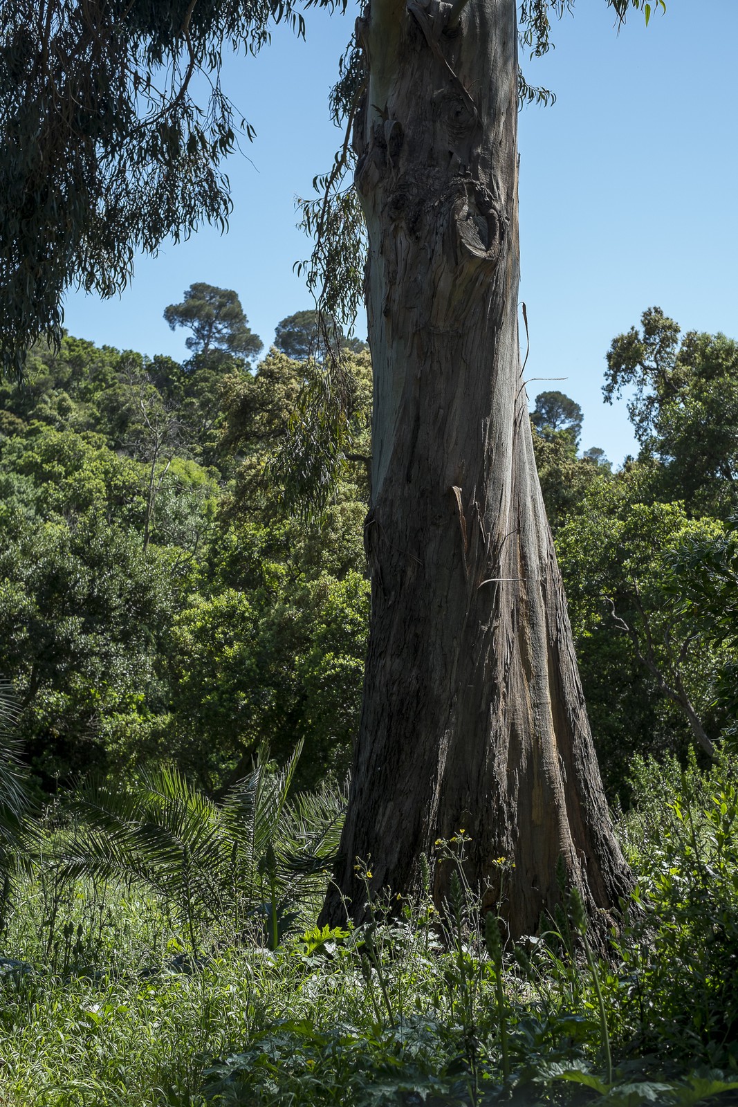 Jardin des Méditerranées