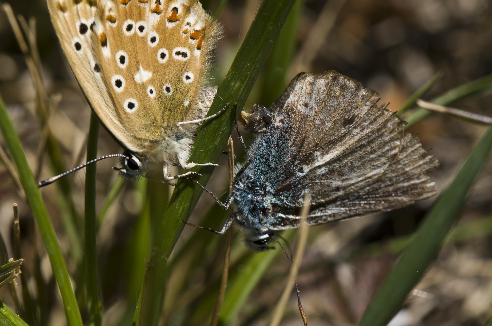 Accouplement de papillons